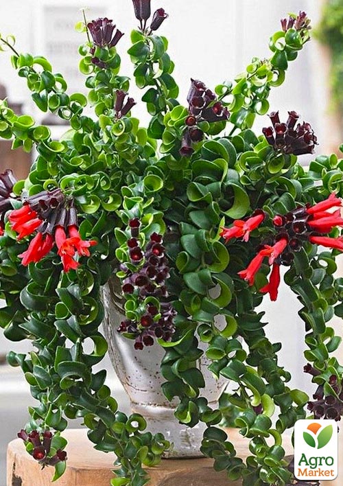 Есхінантус "Rasta" С1,5 (висота 40-60см)