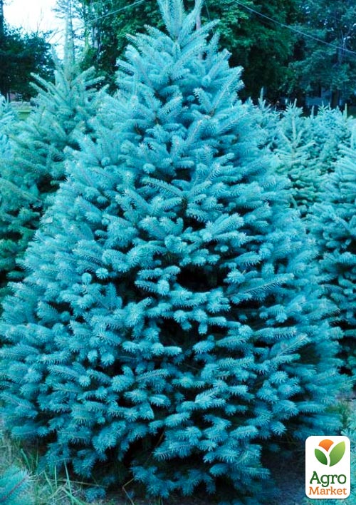 Ялина колюча блакитна "Super Blue Seedling" S3, висота 35-45см - фото 3