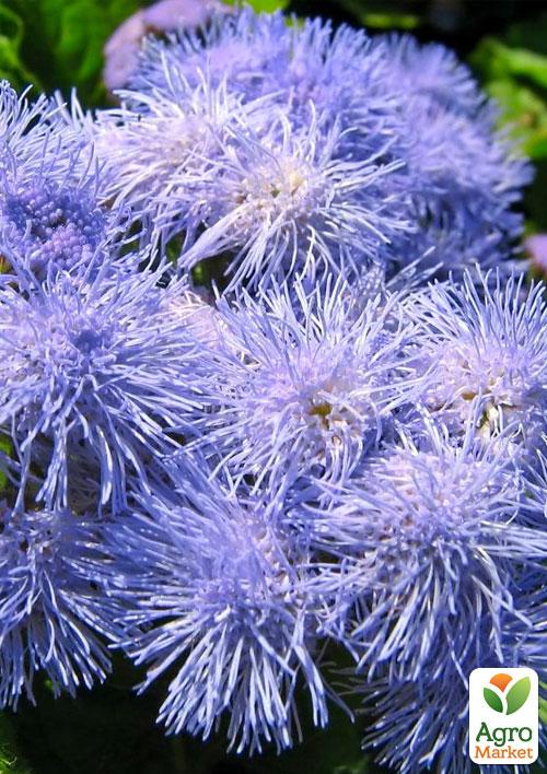 Агератум "Голубой" (Зипер) ТМ "Весна" 1г - фото 4