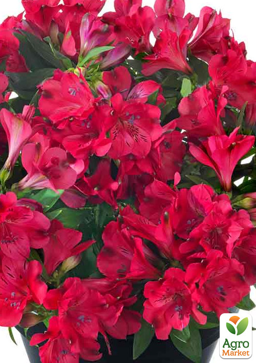 Альстромерия inticancha "Valletta" (выращено in-vitro) С1,5 - фото 6