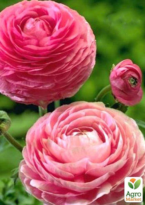 Лютики (Ранункулюс) "Pink 987" (розмір 5/6, великий) 5шт в упаковці