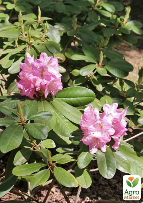 Рододендрон гибридный "Scintillation" (Сцинтиллейшн) - фото 6