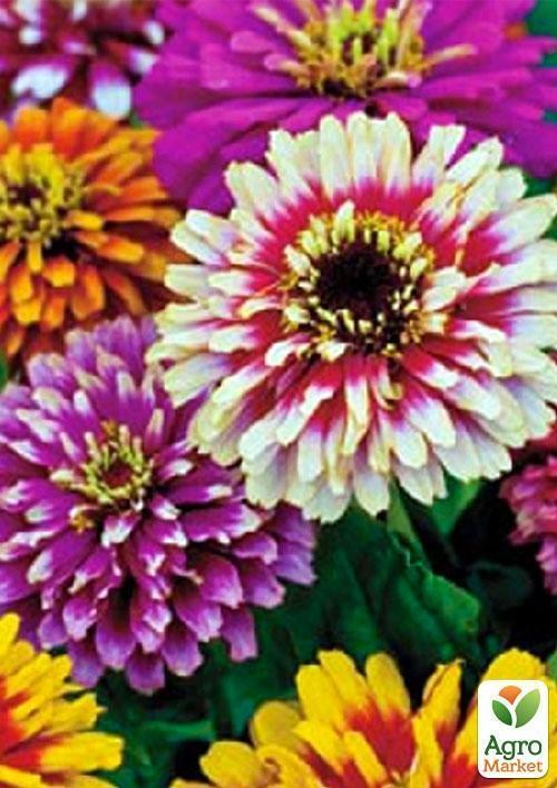Цинія "Карусель" (Зипер) ТМ "Весна" 2г - фото 2