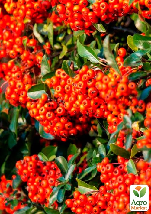 Пираканта узколистная "Orange Glow" - фото 2