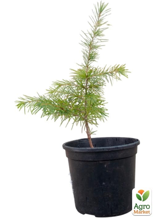 Кедр Гималайский (Cedrus Deodara) С2, высота 30-40 см - фото 3