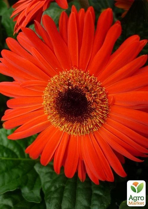 Гербера "Classic Orange" (Нидерланды)