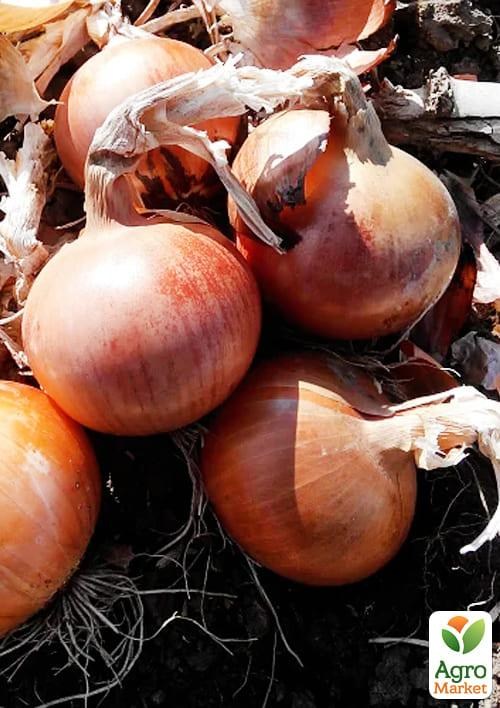 Лук "Империос F1" ТМ "Lark Seeds" 100000шт