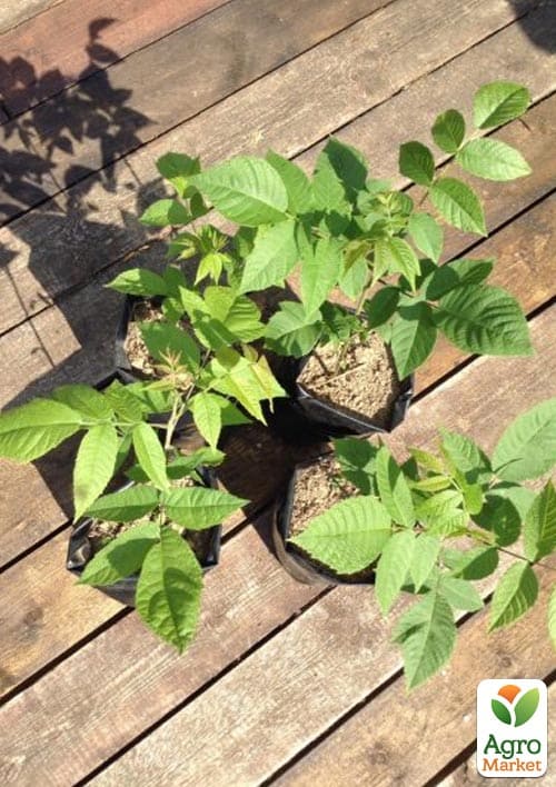 LMTD Орех грецкий привитой "Walnut" высота 90-100см - фото 4