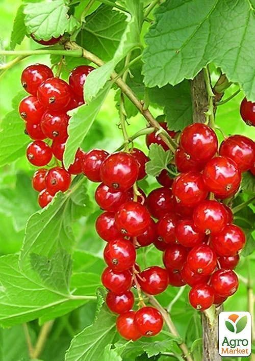 Порічка червона "Йонкер Ван Тетс" (Jonkheer Van Tets) (середньо-ранній термін дозрівання) - фото 2