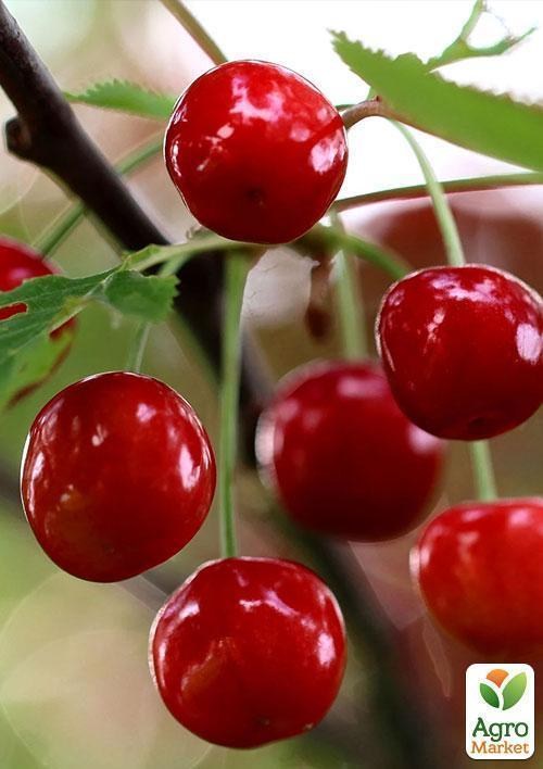 Вишня "Мелітопольська десертна" (літній сорт, ранній термін дозрівання) - фото 3