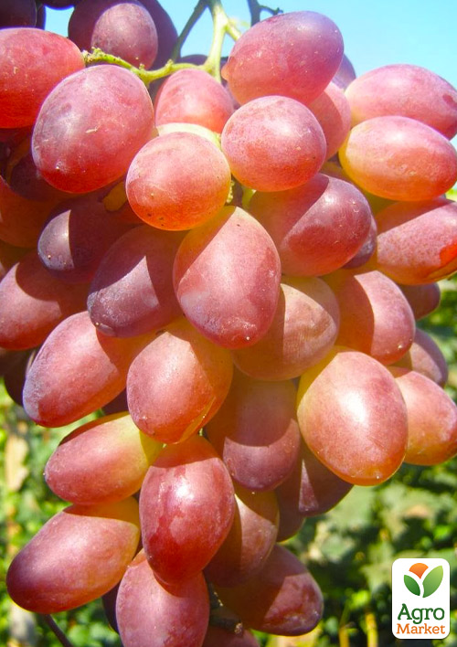 Виноград «Супер Ляля» (хрустка, солодка м'якоть гармонійного смаку, ранній) - фото 4