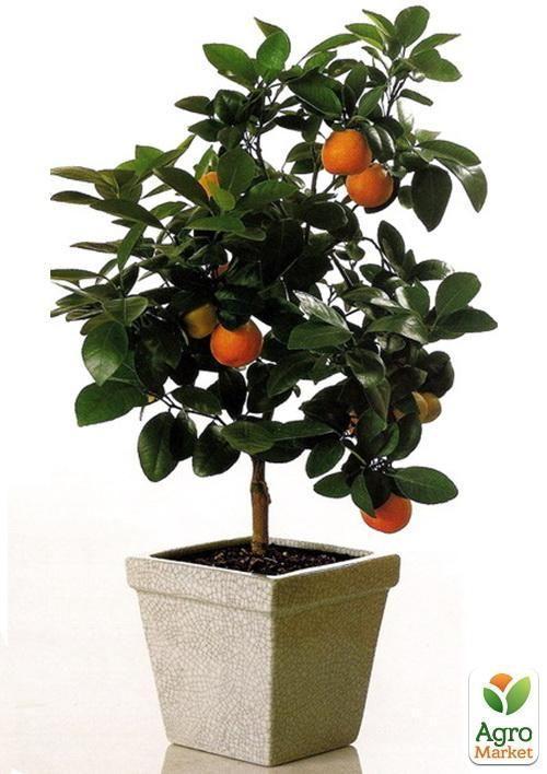 Апельсин "Аджарский" - фото 6