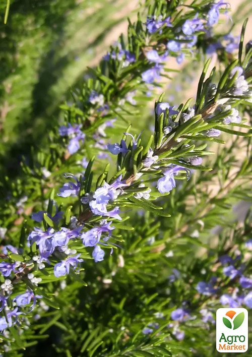 Розмарин морозостойкий "Arp"  - фото 2