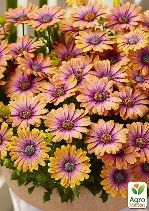 Остеоспермум "Pink Eyed Beauty" (контейнер № 10, высота 10-20 см)