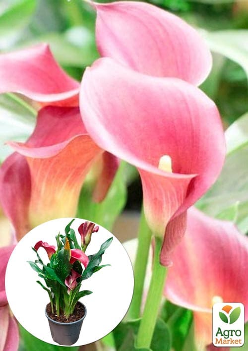 LMTD Зантедеския (калла комнатная) "Bolero"  