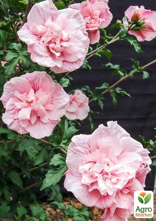 Гибискус сирийский "Pink Chiffon" С2, высота 20-40 см - фото 3