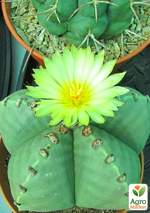 Кактус Астрофитум  "Nudum" (Astrophytum myriostigma) (Нидерланды)