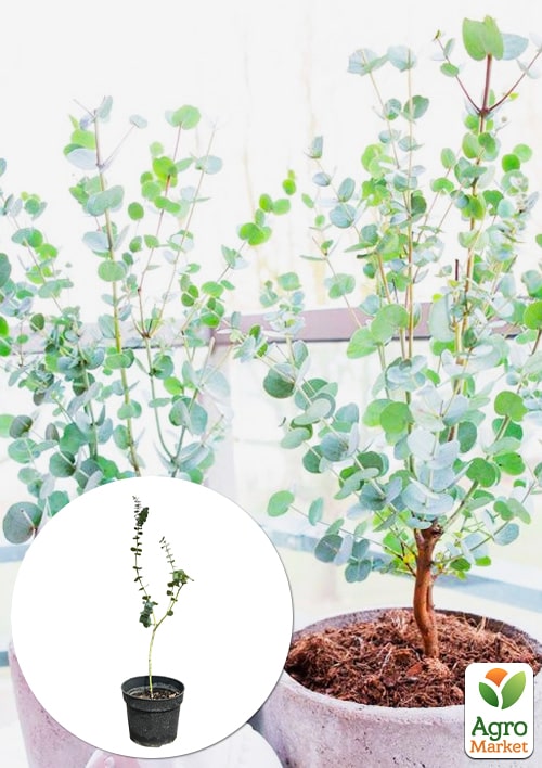 Эвкалипт комнатный "Silver drop" 2х летний саженец высота 40-50см