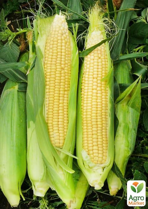 Кукуруза "1707 F1" ТМ "Lark Seeds" 2500шт