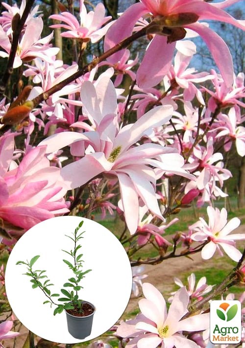 Магнолия 3-х летняя гибридная "Leonard Messel" (высота 30-50см)