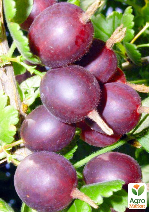 Агрус "Оксамит" (середній термін дозрівання, невибагливий для вирощування сорт)