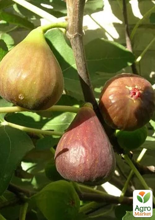 Инжир саженец 3х-летний "Брунсвик" (высота 70-90см)  - фото 6