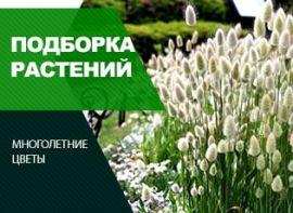 Квіти для альпійської гірки: 10 рослин з фото - корисні статті про садівництво від Agro-Market