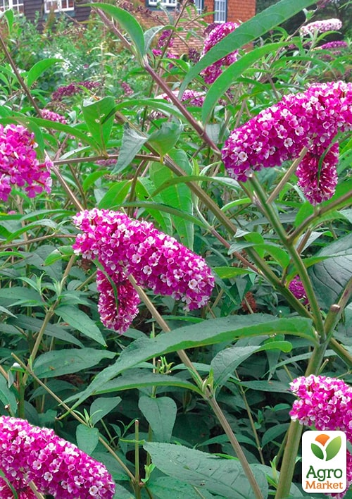 Буддлея Давида "Berries and Cream" - фото 6