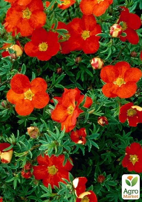 Перстач Чагарниковий "Marian Red Robin"