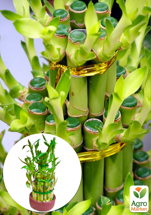 LMTD Бамбук Счастья "Lucky Tower" высота 25-30см - фото 7