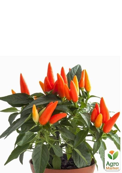 Перец комнатный "Oraneta" сладкий (съедобный, декоративный) - фото 2