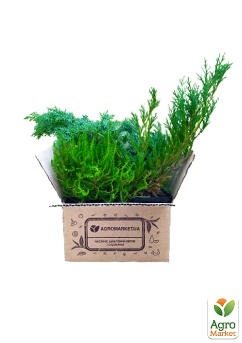 Можжевельник средний "Mint Julep" (контейнер Р9, высота 10-12 см) - фото 6