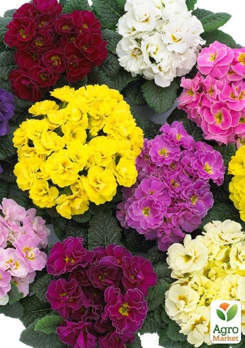Примула первоцвет махровый "Rubens Mix" 
