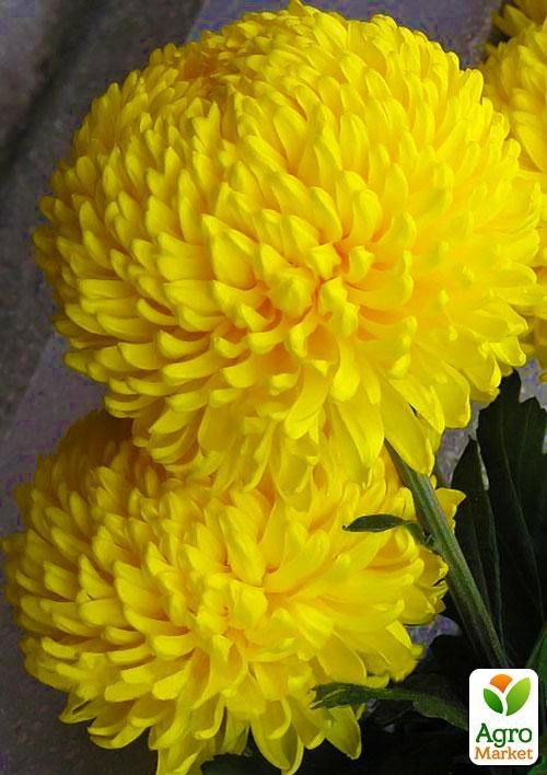 Хризантема срезочная "Кремист желтый" (укорененный черенок высота 5-10 см)