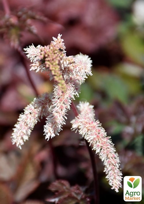Астильба японская Темнолистная "Chocolate Shogun"  - фото 3