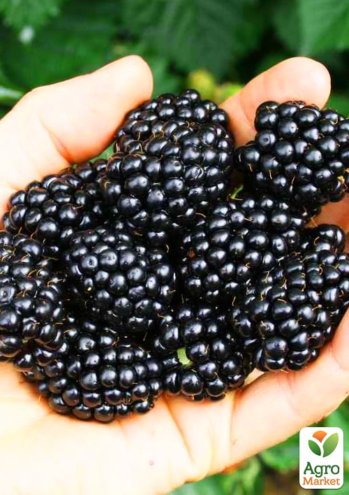 Ожина "Трипл Краун" 2-річна укорінена в контейнері - фото 6