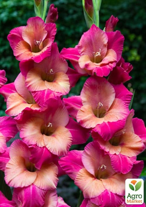 Гладіолус "Ted's Favorite" 3шт