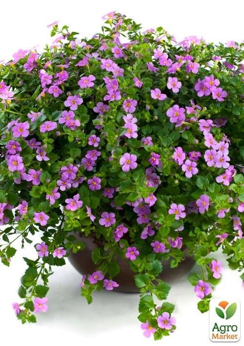 Бакопа Ампельная "Gulliver Pink"