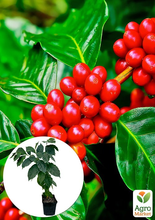 Кава 2х-річна "Арабіка" висота 25-50см