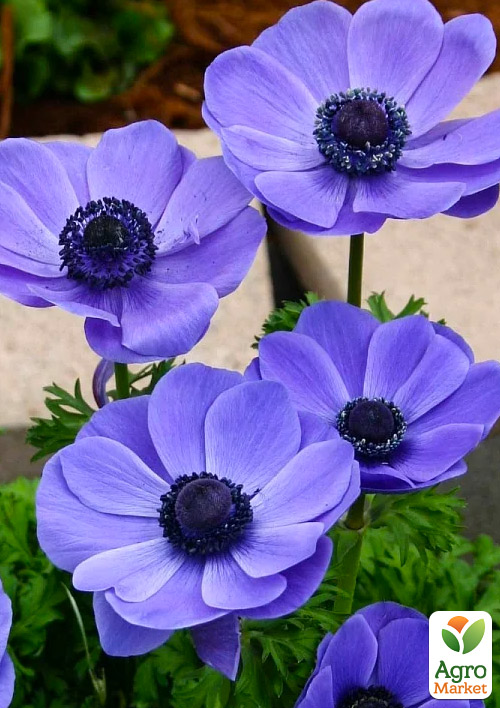 Анемона простая сиреневая "Mr.Fokker" (размер 5/6 , крупный) 5шт в упаковке