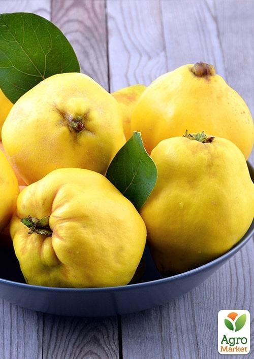 Эксклюзив! Айва яблоковидная "Академическая" (Academic) (премиальный сочный сорт, раннего срока созревания)