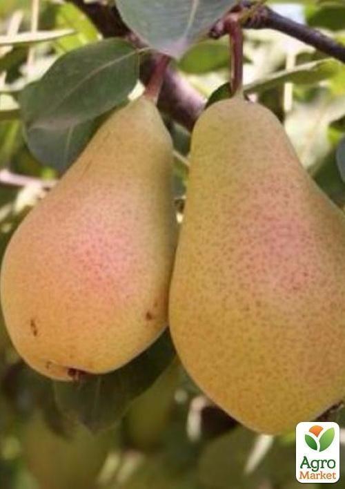 Груша "Львовский сувенир" (зимний сорт, поздний срок созревания) - фото 4