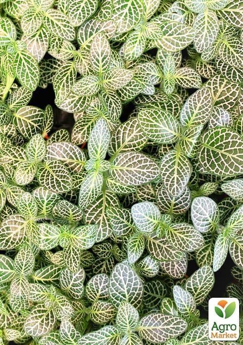 Фиттонія біложілкова (Fittonia Albivenis) - фото 3