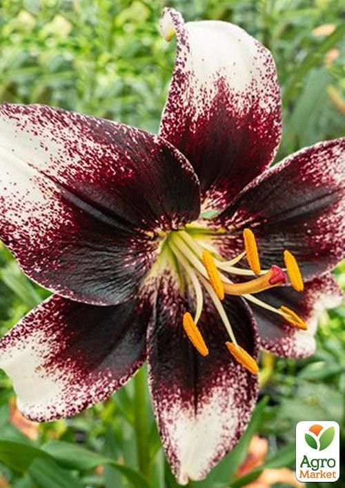 Лилия "Stracciatella Event" 