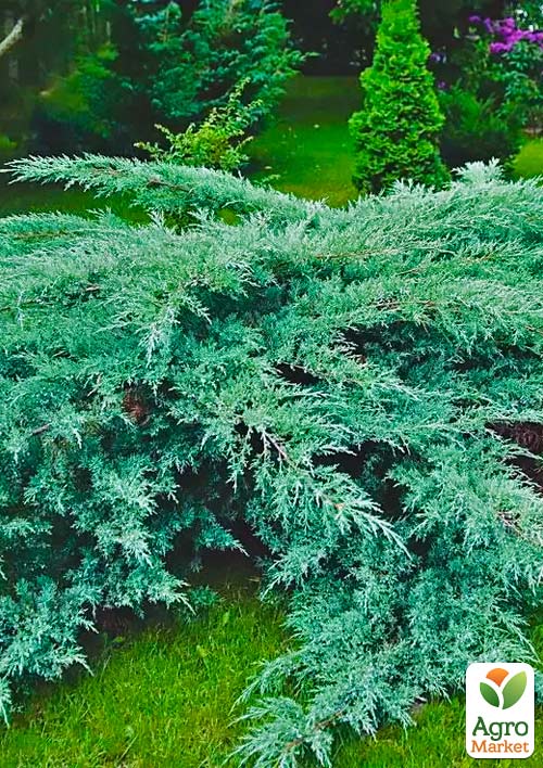 Можжевельник виргинский "Grey Owl" С3, высота 30-40см - фото 3