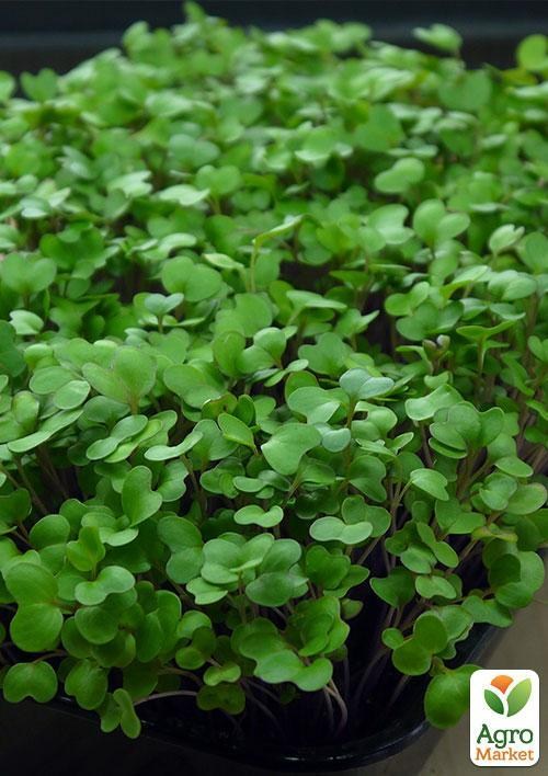 Микрозелень "Кольраби" (в банке) ТМ "Твоя Зеленая Весна" 7г