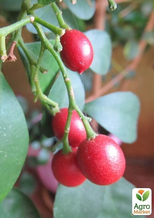 Мурайя метельчатая (Апельсиновый Жасмин )  - фото 2