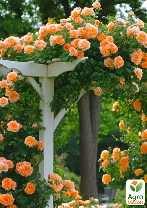 Роза плетистая "Полька" в контейнере, высший сорт - фото 2