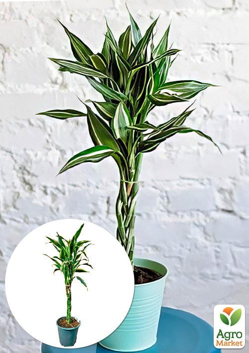 LMTD Драцена переплетенная "Sanderiana" (высота 40-50см)