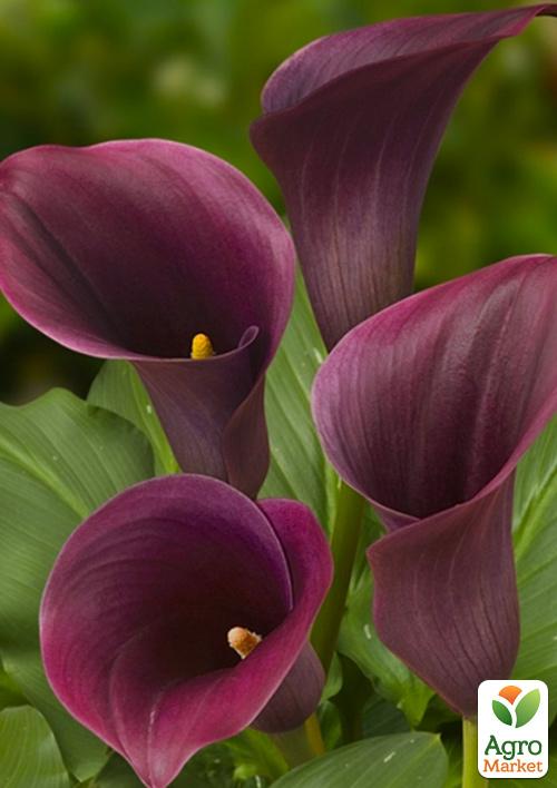 Калла "Captain Promise"